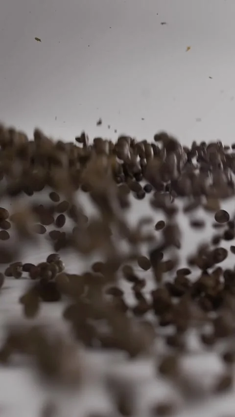 Medium roast coffee beans take off and hover in the air on a white background. Stock Footage 281668431