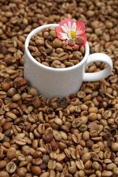 Medium roasted coffee beans with white  porcelain cup Stock Photos