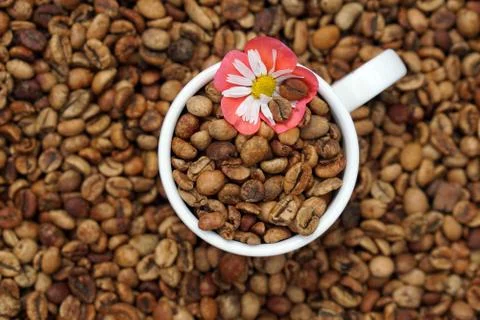 Medium roasted coffee beans with white  porcelain cup Foto stock
