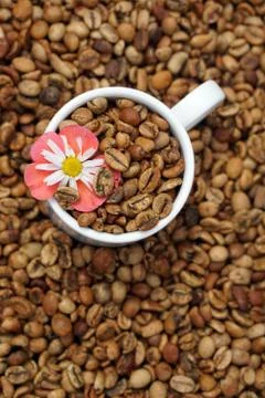 Medium roasted coffee beans with white  porcelain cup Stock Photos