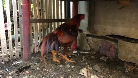 Medium rooster and hen Stock Footage 279296300