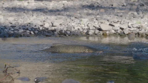 Medium of Salmon in Eagle Creek, Oregon Stock Footage 345369921