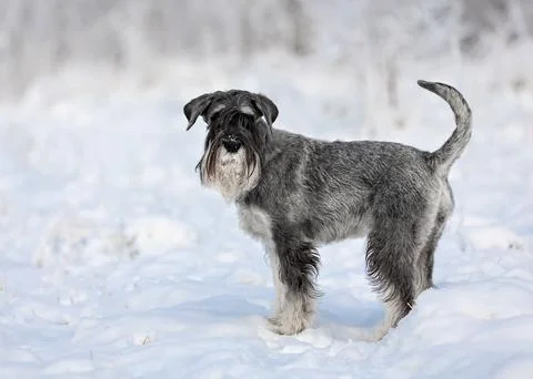 Medium schnauzer with pepper and salt stands in winter snowy forest 스톡 사진