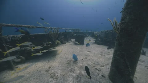 Medium School of Yellowtail Snapper Crossing Nassau Shipwreck Stock Footage 340180021