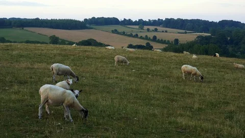 Medium, sheep grazing in Cotswold, England pasture, summer Stock Footage 98719357