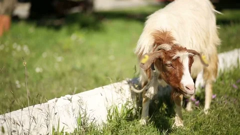 Medium Shoot Of Free Range Goat Stock Footage 75046693