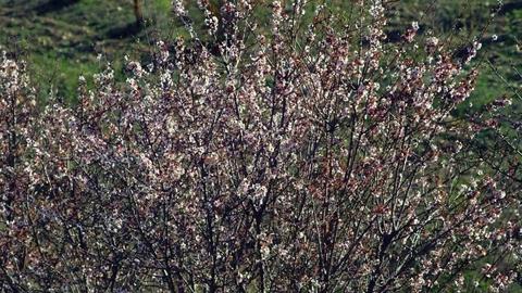 Medium Shot, 10 Seconds Or Greater, Lockdown, Outdoors, Day, Blossom, Nature, Stock Footage 95817116