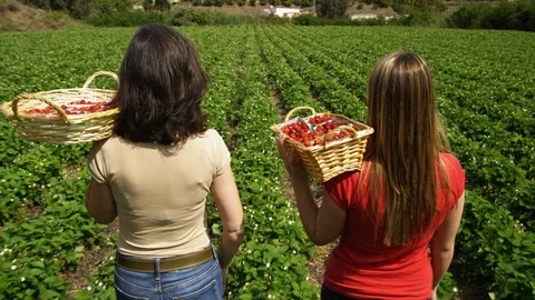 Medium Shot, 20 Seconds Or Greater, Agriculture, Carrying, Walking, Looking At Stock Footage 94074546