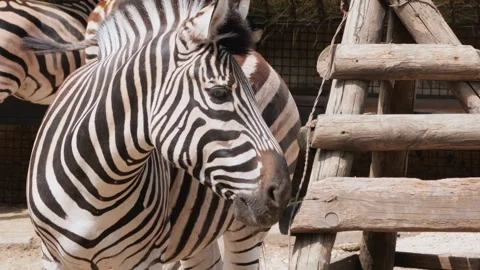 Medium shot of an African zebra showcasing its unique black and white stripe Stock Footage 337726969