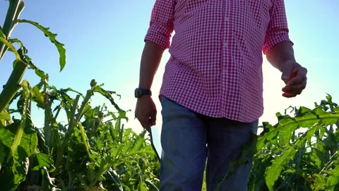 Medium shot of an agronomist walking through a sustainable crop with a tabl.. Stock Footage 228985051