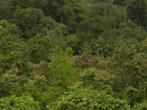 Medium Shot of Amazon Jungle Rainforest Stock Footage 112937717