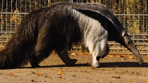 Medium shot of anteater walking Stock Footage 121540979