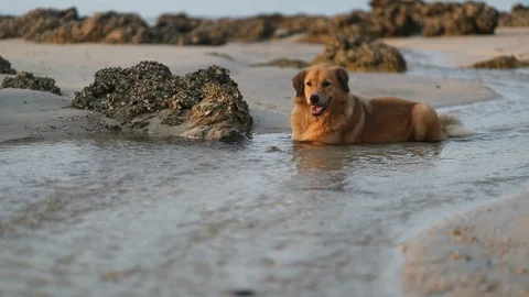 Medium shot of Asian Dog sitting and chilling on water at the beach during su Stock Footage 129114545