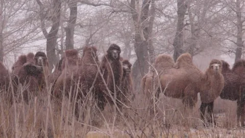 Medium Shot of Bactrian Camels in Snow Stock Footage 234300597