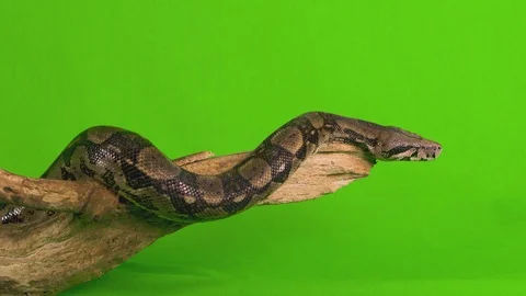 Medium shot of a ball python snake stretched out over a log flicking his Stock Footage 100231758