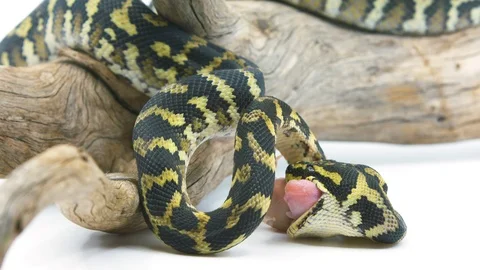 Medium shot of a ball python snake eating a mouse on a white studio Stock Footage 100406509