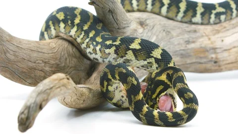 Medium shot of a ball python snake coiling and twisting as it attempts to Stock Footage 100406526