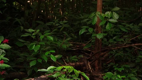 Medium shot, Banyan roots, thick, tropical vegetation, lock off for plate. Video stock 80510456