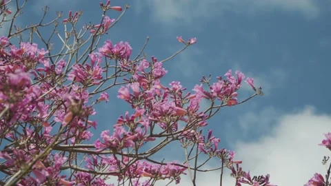 Medium shot of a beautiful Jacaranda tree against blue sky Stock-Footage 141474563