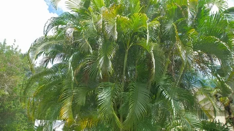 Medium shot of beautiful palm trees sunny Stock Footage 94852023