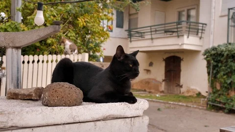 Medium shot of a beautiful stray black cat with yellow eyes looking at the Stock-Footage 127135518