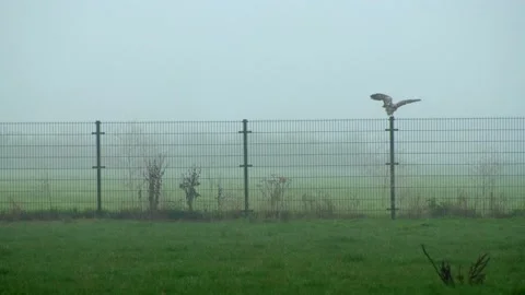 Medium shot beautiful white hawk opens its wings. Video stock 145934462