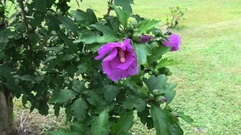 A Medium Shot of a Bee Crawling Inside a Flower Vidéo 158239578