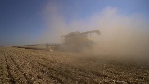 Medium shot behind of harvester which collecting grains of wheat in field Stock Footage 120180428