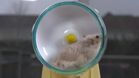 Medium shot of beige hamster running on wheel in slow motion. Stock Footage 63262456