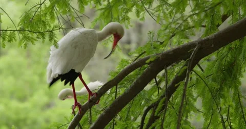 Medium shot of a bird drying itself on a branch on a sunny day Stock Footage 274506677