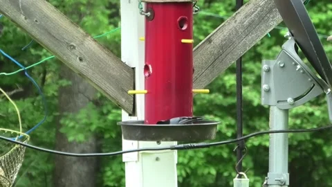 A Medium Shot of Bird Eating at a Feeder Stock-Footage 195921770