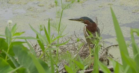 Medium shot of a bird wading through shallow water on a sunny day Stock Footage 274492096