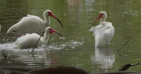 Medium shot of birds bathing in shallow water on a sunny day Stock Footage 274507005