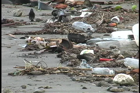 A medium-shot of birds scavenging piles of garbage that litter a coastal Stock Footage