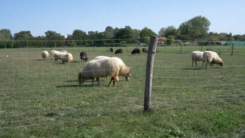 Medium shot black and white sheep feeding in the farmer's garden. Video stock 141360320