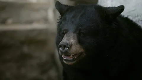 Medium shot of black bear licking its mouth, slow motion Stock Footage 321690861