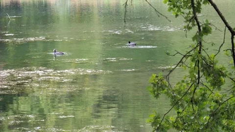Medium shot black ducks in the water of a park pond Video stock 142136352