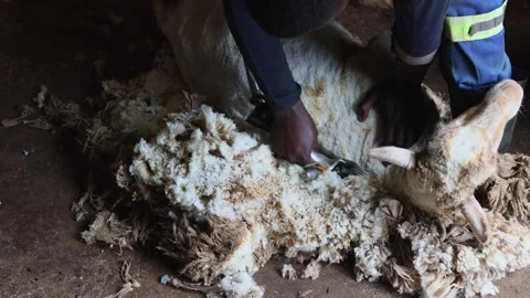 Medium shot of black hands with electric clippers shearing sheep to remove wool Stock Footage 315751972