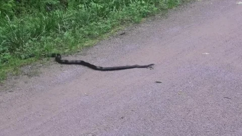 A Medium-Shot of a Black Snake Stock Footage 295304645
