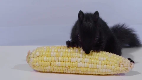 Medium shot black squirrel eating corn Stock Footage 75763080