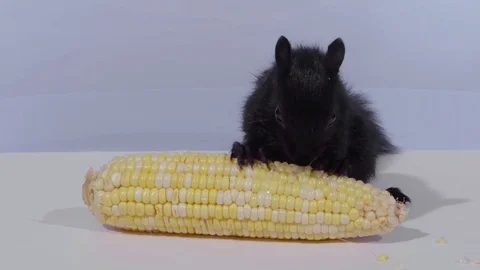 Medium shot black squirrel eating corn looks at camera Video stock 75763140