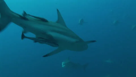 Medium shot of a black-tip tiger shark. Stock Footage 183391532