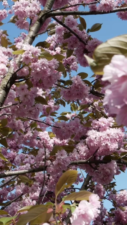 Medium shot of blooming pink cherry tree branches in spring Stock Footage 333780164