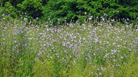 Medium shot of blue field flowers. Vidéo 77454098