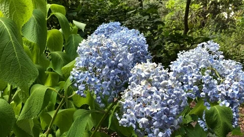 Medium shot of Blue Hydrangea Stock Footage 94465168