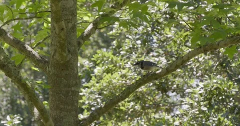 Medium shot of a blue jay pecking a tree branch on a sunny day Stock Footage 274165991