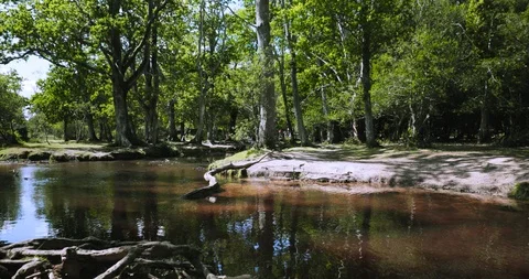 Medium shot boy on rope swing over forest river Stock Footage 116045816