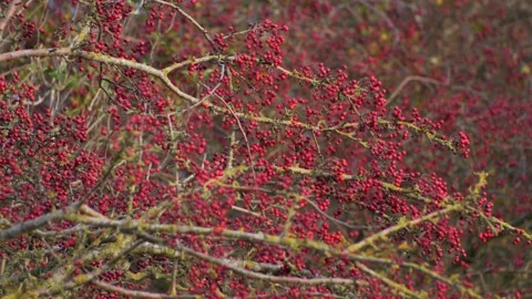 Medium shot branches of red berries blowing in the wind. Stock Footage 145934444