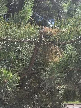 Medium shot of a broken pine tree branch with dripping resin. Stock Photos