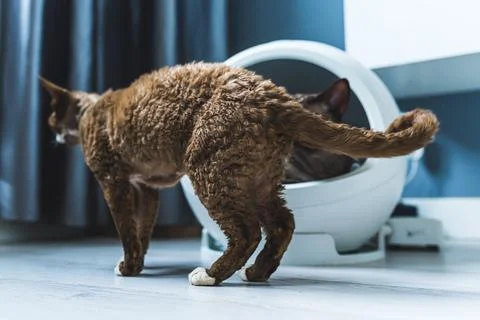 Medium shot of a brown cat standing in front of a heating capsule with another Stock Photos